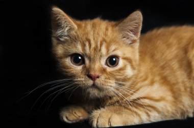 koyu arka plan üzerinde Kızılca yavru kedi