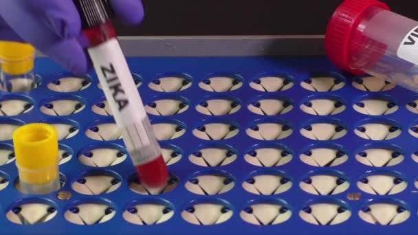 Zika virus concept footage mit Reagenzglas — Stockvideo