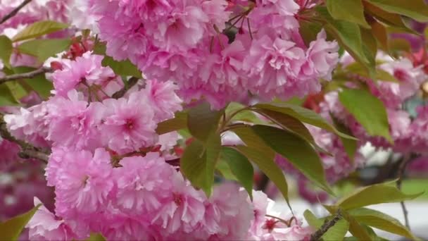 Růžové květy tabebuia rosea květ — Stock video