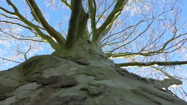 Nackte Äste eines Baumes gegen blauen Himmel aus nächster Nähe — Stockvideo