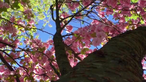 Roze bloemen tabebuia rosea bloesem — Stockvideo