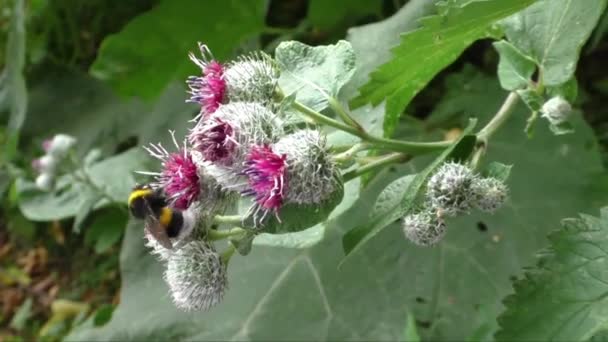 Humla på thistle blomma i slutet av sommaren — Stockvideo