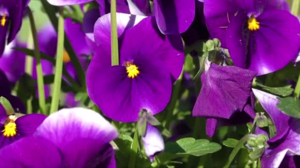 Grupo de três pansy violeta brilhante (viola tricolor, Viola cornuta ) — Vídeo de Stock