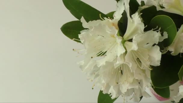 White rhododendron flowers isolated on white design element. — Stock Video