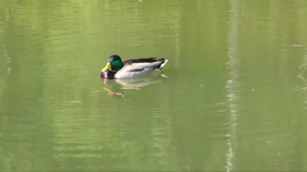 Mallard pato macho nadando em uma lagoa — Vídeo de Stock