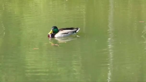 Gräsand anka manliga simma i en damm — Stockvideo