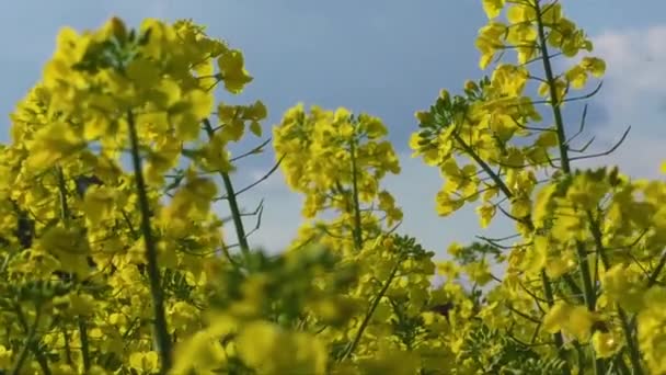 Yellow oilseed rape flower (differential focus) — Stock Video