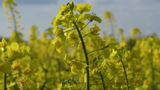 Yellow oilseed rape flower (differential focus) — Stock Video