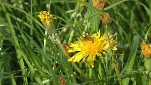 Пчела собирает нектар на одуванчике — стоковое видео