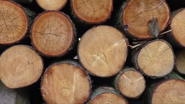 Pilha de troncos de madeira prontos para o inverno — Vídeo de Stock