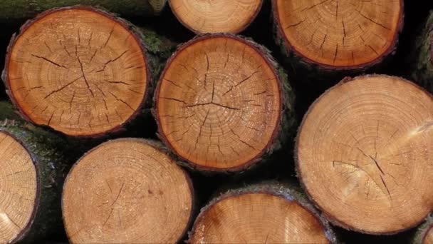 Pilha de troncos de madeira prontos para o inverno — Vídeo de Stock
