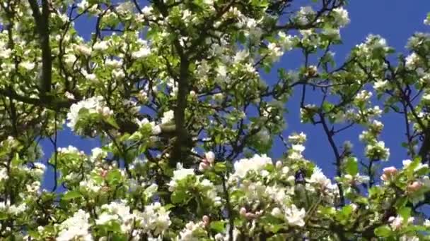 Ramo de macieira com muitas flores sobre o céu azul — Vídeo de Stock