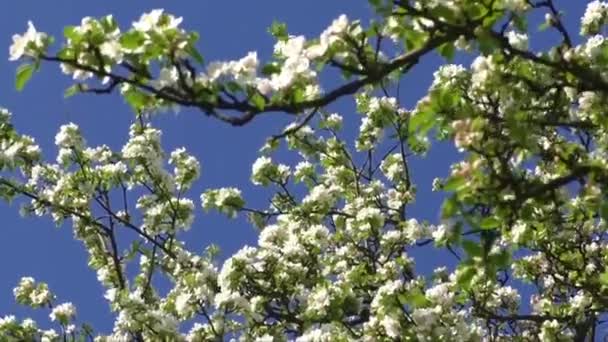 Rama de manzano con muchas flores sobre el cielo azul — Vídeo de stock