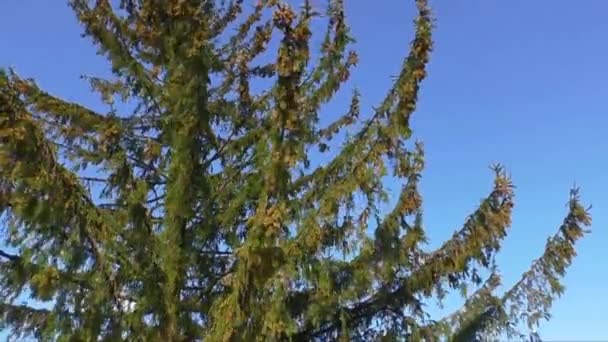 Árbol alto moviéndose en el viento contra un cielo azul — Vídeo de stock