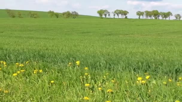Green barley in quiet wind — Stock Video