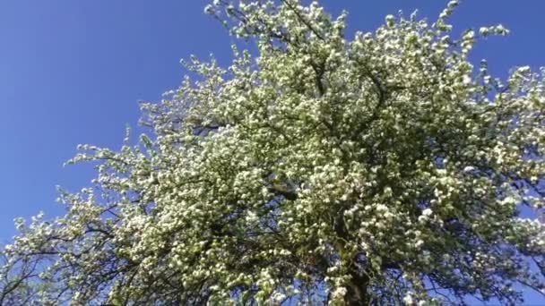 En blommande gren av äppelträd på våren — Stockvideo