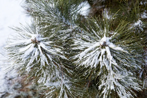 Pine branches covered with hoarfrost — Stock Photo, Image