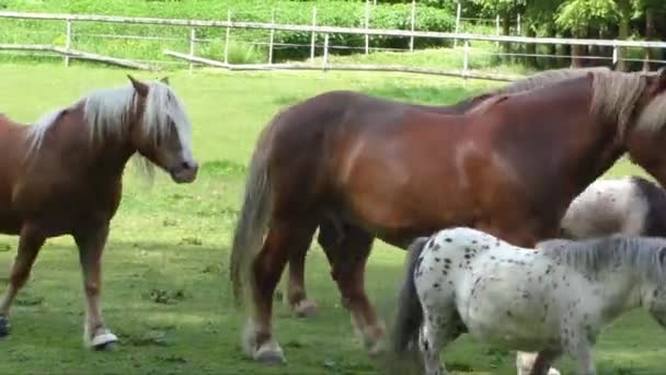 Konie w zagnać zagroda sceny — Wideo stockowe