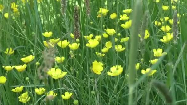 Flores de buttercup amarillas en prado y día de verano — Vídeos de Stock