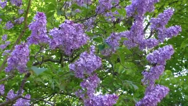 Floração lilás árvore no final da primavera — Vídeo de Stock