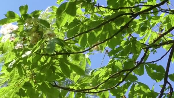 Blühender Kastanienbaum im Frühling — Stockvideo