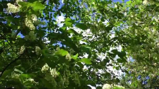 Wit bloeiende struik in het voorjaar — Stockvideo