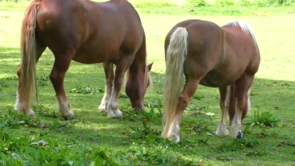 Chevaux dans corral ferme scène — Video