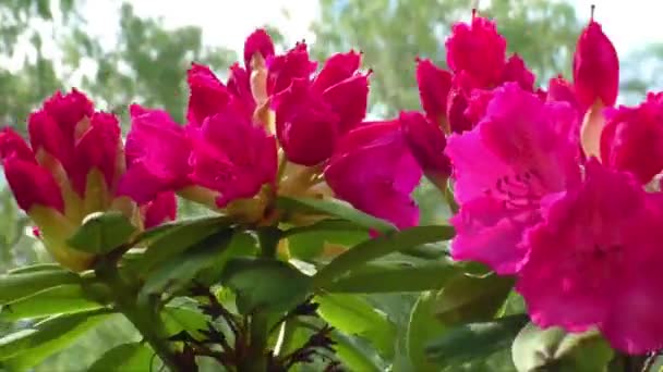 Öppning röda rhododendron knoppar tidigt på våren — Stockvideo