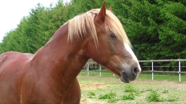 Porträt eines Pferdes, braunes Pferd — Stockvideo