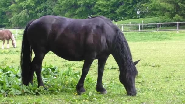 Chevaux dans corral ferme scène — Video