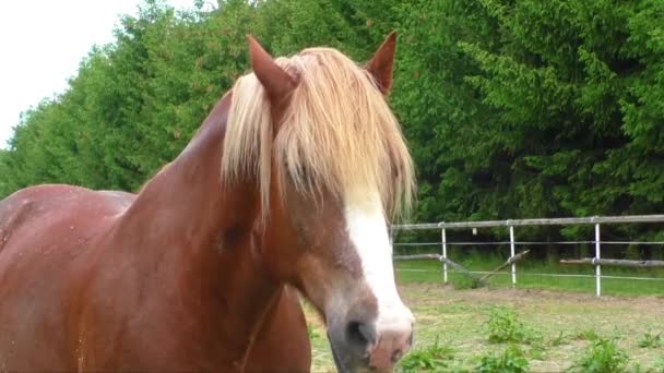 Porträt eines Pferdes, braunes Pferd — Stockvideo