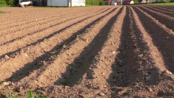 Jordbruksområdet som var plöjt fåror för plantering potatis — Stockvideo