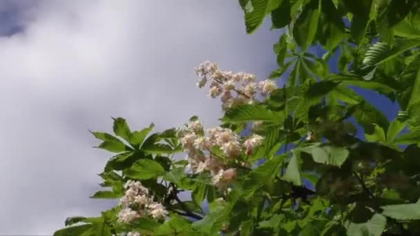 Blühender Kastanienbaum im Frühling — Stockvideo