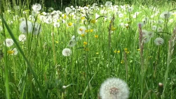 Spring meadow with dandelions. Ripe seeds of dandelions — Stock Video