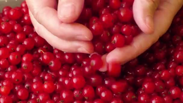 Rode aalbessen in handen van een vrouw — Stockvideo