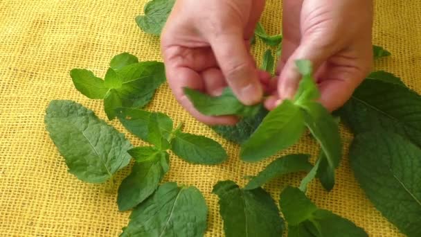 Hierbas aromáticas culinarias. Primeros planos hojas de menta fresca — Vídeo de stock