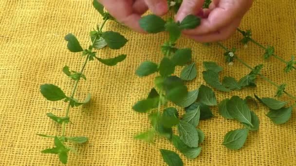 Ervas aromáticas culinárias. Melissa parte em um fundo amarelo — Vídeo de Stock