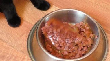 Genç kedi evde onun kaseden yemek