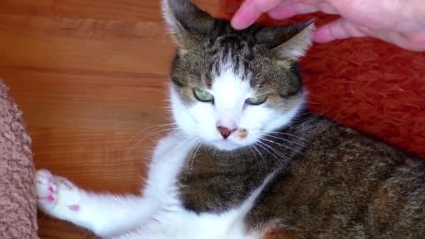 Табби-кот агрессивно кусает руку. — стоковое видео