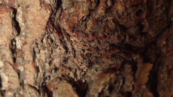 Avvicinamento della corteccia degli alberi — Video Stock