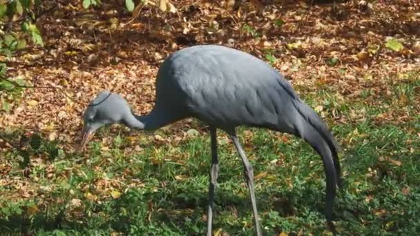 Crane Looking Food Wildlife Animal — Stock Video