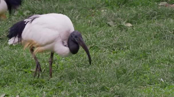 Černohlavý Ibis Přírodním Prostředí Při Hledání Potravy Trávníku — Stock video