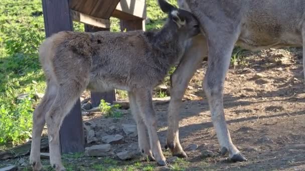 Een Baby Antilope Loopt Samen Met Moeder Antilope — Stockvideo