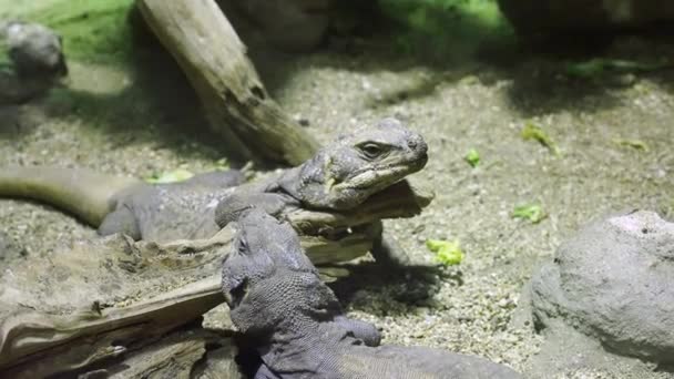 Two Iguanas Terrarium Species Lizard Genus Iguana — Stock Video
