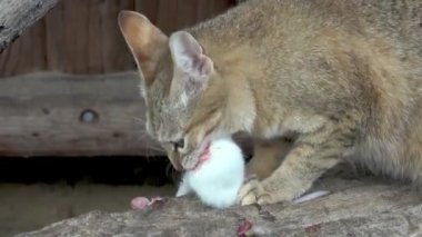 Beyaz fareyi yiyen vahşi kedi (Felis Silvestris gordoni)