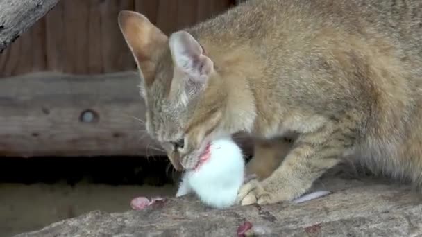 Wild Cat Eating White Mouse Felis Silvestris Gordoni — Stock Video