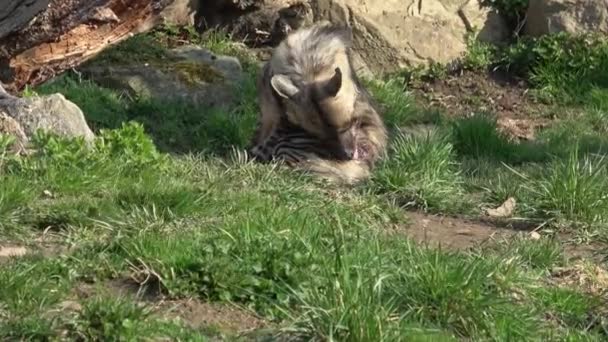 紐状ハイエナ Hyaena Hyaena Sultana アフリカ動物 — ストック動画