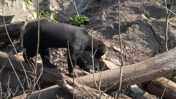 Urso Sol Malaio Helarctos Malayanus Tem Garras Enormes Suas Pernas — Vídeo de Stock