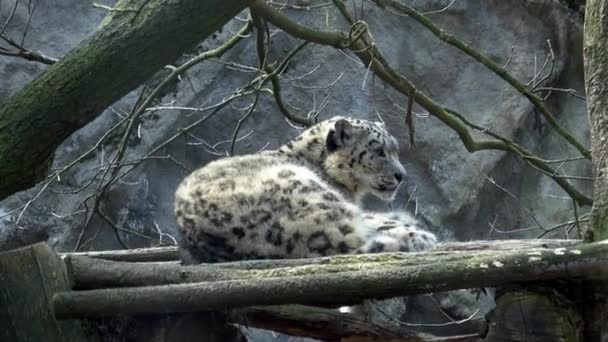 Kar Leoparı Panthera Uncia Saygı Duyulan Muhteşem Bir Hayvandır — Stok video