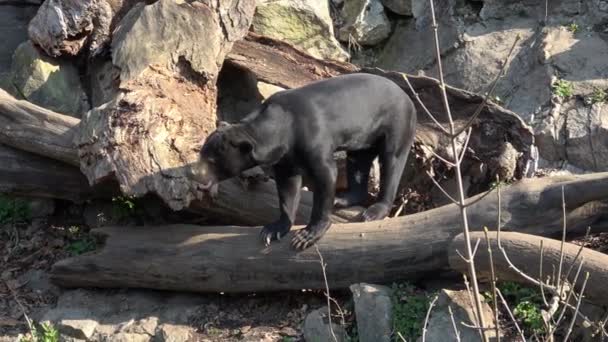 Beruang Matahari Malaya Helarctos Malayanus Memiliki Cakar Besar Kaki Depannya — Stok Video